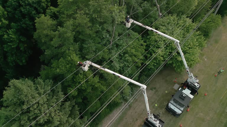 Best Commercial Tree Removal  in USA